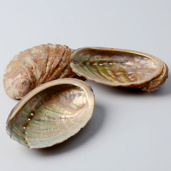 Coquille d'ormeaux sauvages nettoyée